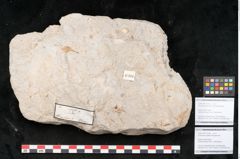 Foto (Detailansicht) von Cassia pseudomemnonia Ettingshausen (NHMW-GEO-2024-0188-10164a)